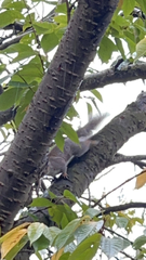 Sciurus carolinensis