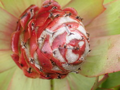 Leucadendron tinctum
