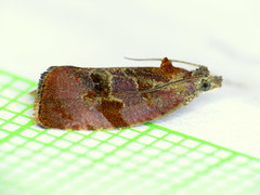 Evora hemidesma