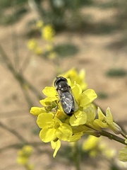 Austroscaeva melanostoma