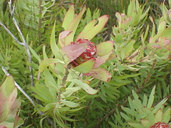 Leucadendron tinctum