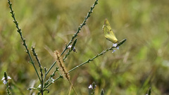 Colias poliographus