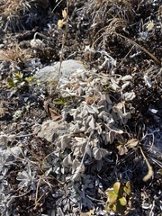 Potentilla divina