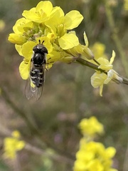 Austroscaeva melanostoma