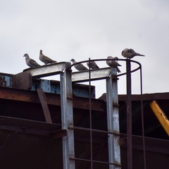 Streptopelia decaocto