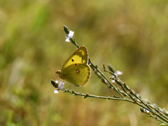 Colias poliographus