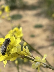 Austroscaeva melanostoma