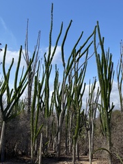 Didierea madagascariensis