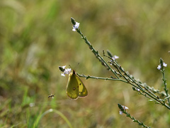 Colias poliographus