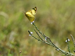 Colias poliographus