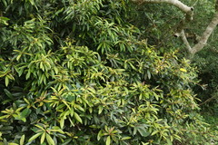 Acridocarpus natalitius