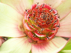 Leucadendron tinctum