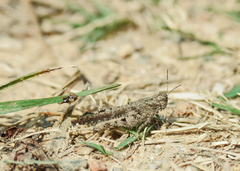 Trilophidia annulata