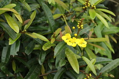 Acridocarpus natalitius