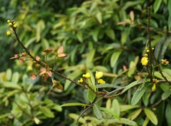 Acridocarpus natalitius