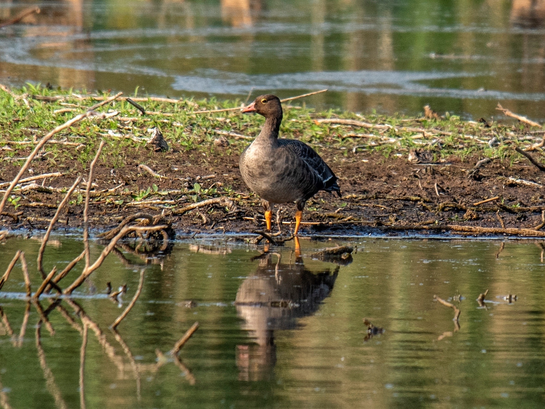 Lesser White-fronted Goose