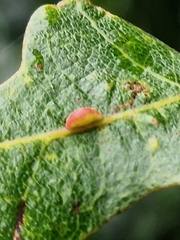 Pseudoneuroterus saliens