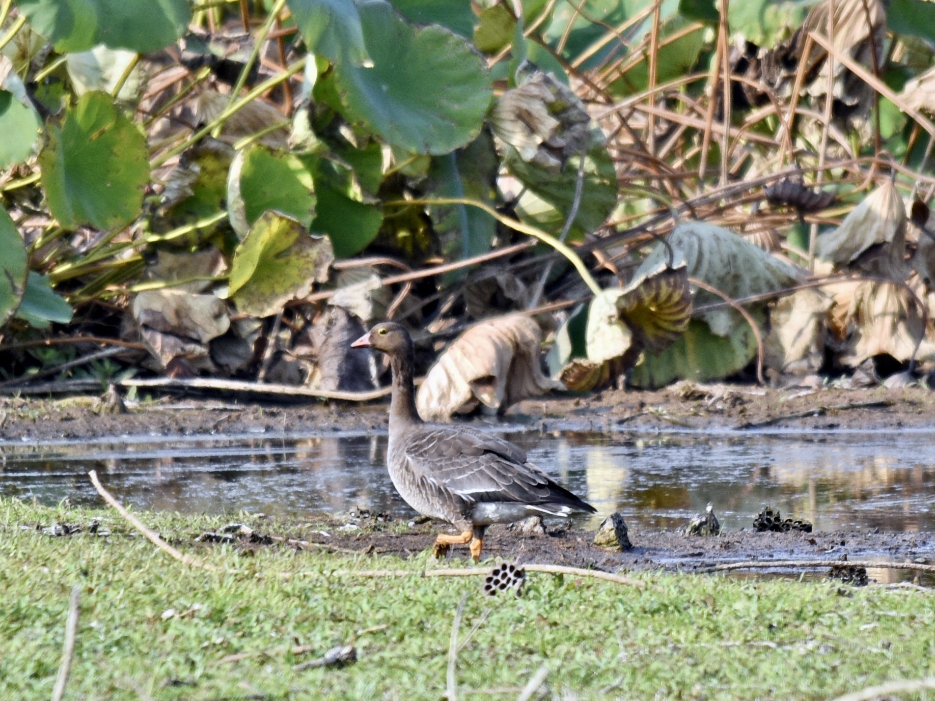 Lesser White-fronted Goose