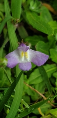 Mazus pumilio