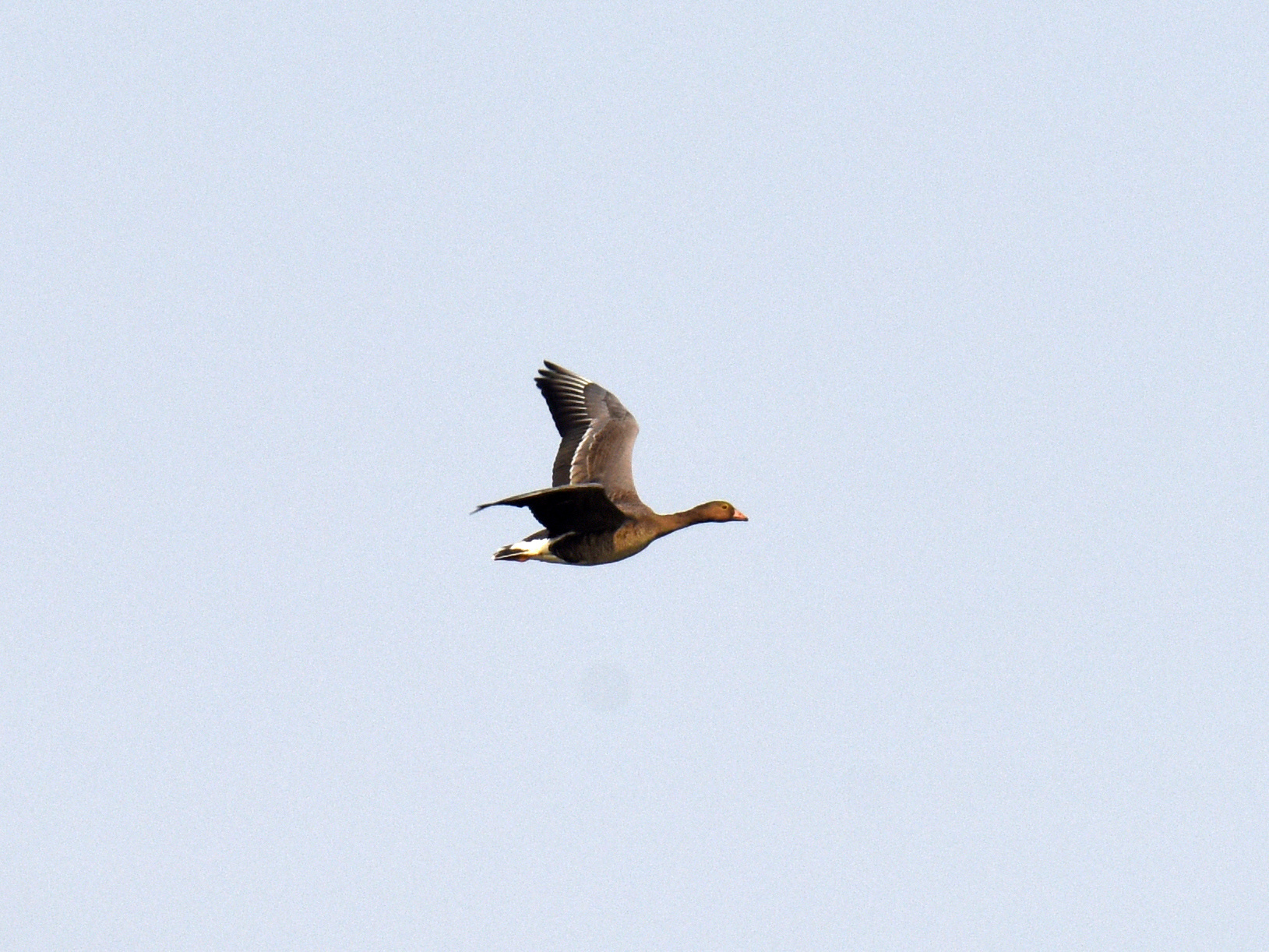 Lesser White-fronted Goose