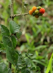 Rubus cuneifolius