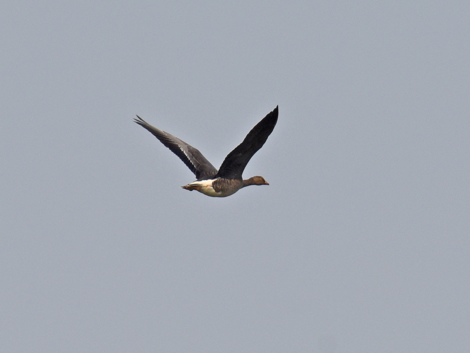 Lesser White-fronted Goose