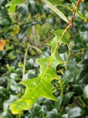 Pseudoneuroterus saliens