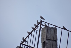 Streptopelia decaocto