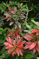 Protorhus longifolia