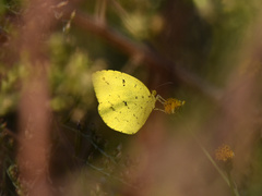 Eurema mandarina