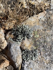 Pseudevernia furfuracea