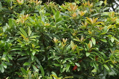 Protorhus longifolia