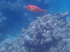 Chlorurus microrhinos