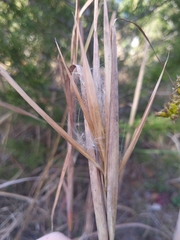 Andropogon gyrans
