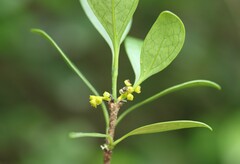 Canthium suberosum