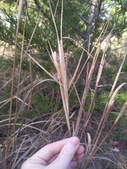 Andropogon gyrans