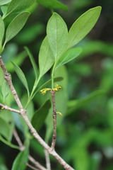 Canthium suberosum