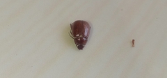 Holochelus