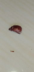 Holochelus