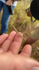 Achurum carinatum