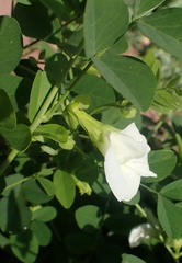 Clitoria ternatea albiflora