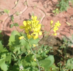 Brassica juncea
