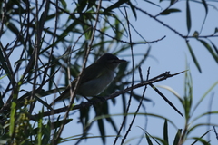 Vireo chivi