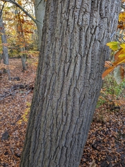 Liriodendron tulipifera