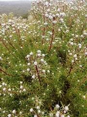 Leucadendron galpinii