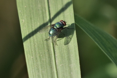 Lucilia eximia