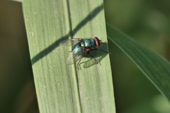 Lucilia eximia
