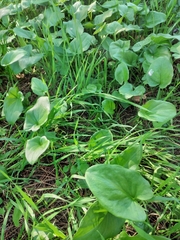 Arisarum