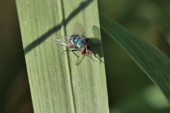 Lucilia eximia
