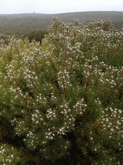 Leucadendron galpinii